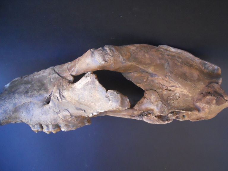 orso, parte del cranio